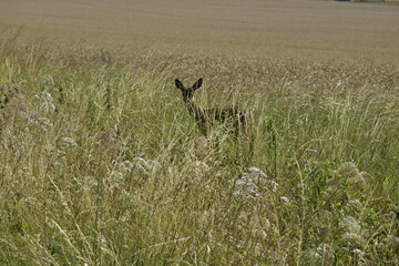 Reh im Feld bei Hildesheim