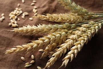 Bunch of wheat spikes and grains on brown cloth, closeup