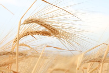 Golden wheat ears growing in field, closeup