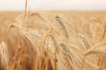 Golden wheat ears growing in field, closeup