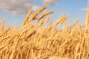 Golden wheat ears growing in field, closeup