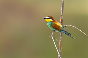 Żołna (Merops apiaster) © Grzegorz
