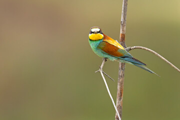 Żołna (Merops apiaster)
