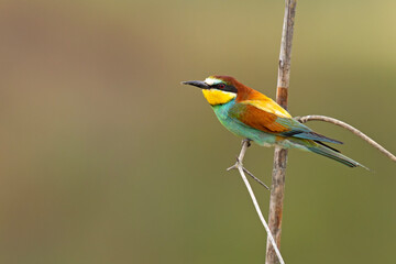 Żołna (Merops apiaster) © Grzegorz