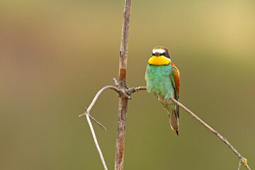 Żołna (Merops apiaster) © Grzegorz