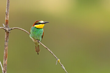 Żołna (Merops apiaster) © Grzegorz