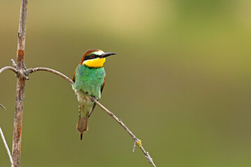 Żołna (Merops apiaster) © Grzegorz