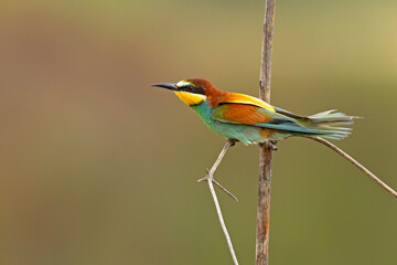 Żołna (Merops apiaster) © Grzegorz