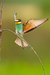 Żołna (Merops apiaster)