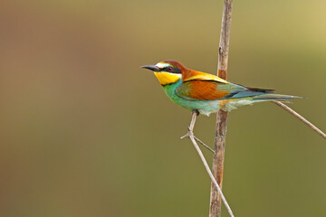 Żołna (Merops apiaster) © Grzegorz