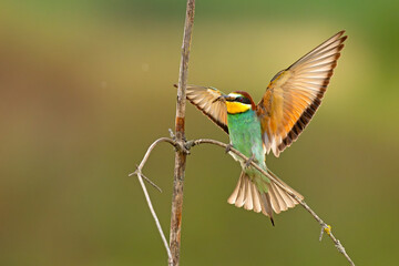 Żołna (Merops apiaster)