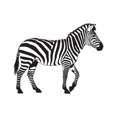 A realistic African zebra walking in a black and white style
