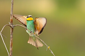 Żołna (Merops apiaster) © Grzegorz