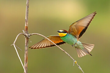 Żołna (Merops apiaster)