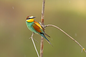 Żołna (Merops apiaster)