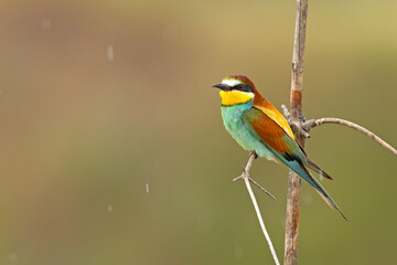 Żołna (Merops apiaster) © Grzegorz