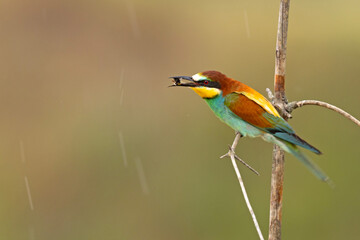 Żołna (Merops apiaster) © Grzegorz