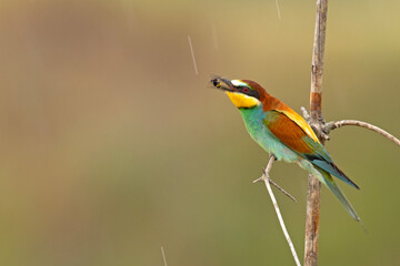 Żołna (Merops apiaster) © Grzegorz