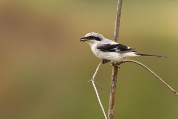 Srokosz (Lanius excubitor)