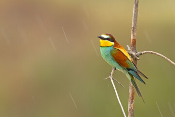 Żołna (Merops apiaster) © Grzegorz