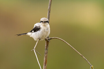 Srokosz (Lanius excubitor) © Grzegorz