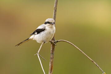 Srokosz (Lanius excubitor) © Grzegorz