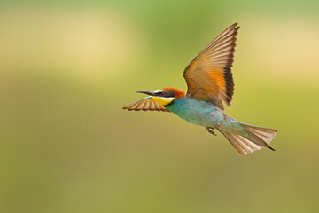 Żołna (Merops apiaster) © Grzegorz