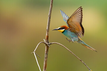 Żołna (Merops apiaster) © Grzegorz