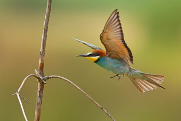 Żołna (Merops apiaster) © Grzegorz