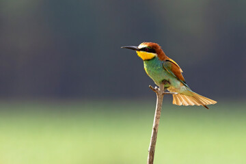 Żołna (Merops apiaster) © Grzegorz