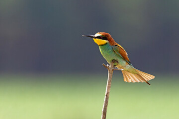 Żołna (Merops apiaster) © Grzegorz