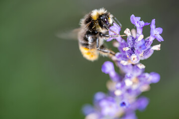 Honey bee collecting nectar from a purple plant