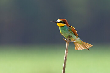 Żołna (Merops apiaster)