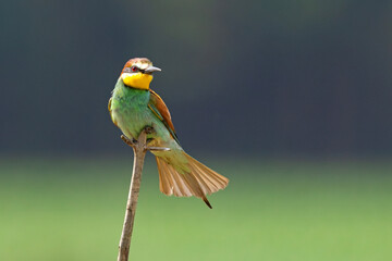 Żołna (Merops apiaster) © Grzegorz
