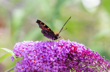 Butterfly perched on a purple plant with wings open