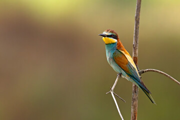 Żołna (Merops apiaster)
