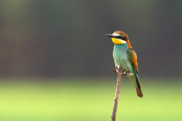Żołna (Merops apiaster) © Grzegorz