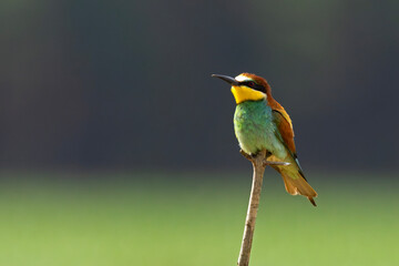 Żołna (Merops apiaster)