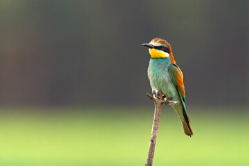 Żołna (Merops apiaster) © Grzegorz