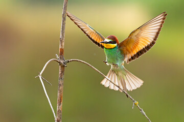 Żołna (Merops apiaster)