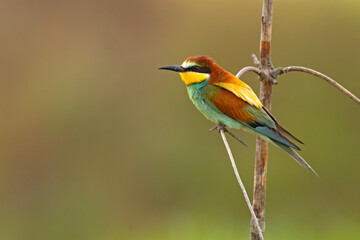 Żołna (Merops apiaster)