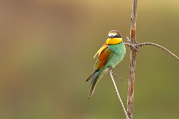 Żołna (Merops apiaster)