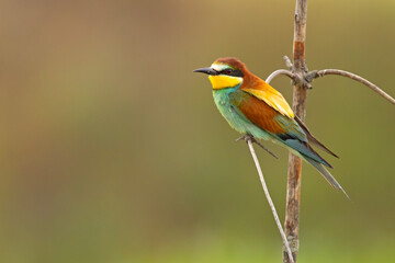 Żołna (Merops apiaster)