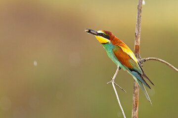 Żołna (Merops apiaster) © Grzegorz