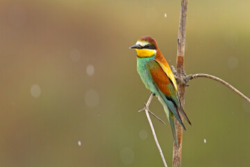 Żołna (Merops apiaster) © Grzegorz
