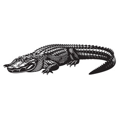 A realistic and detailed American alligator vector illustration