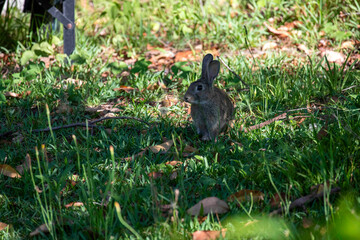 European rabbit (Oryctolagus cuniculus)