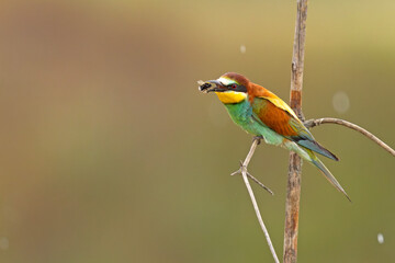 Żołna (Merops apiaster)