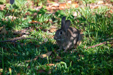 European rabbit (Oryctolagus cuniculus)