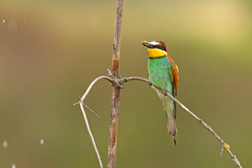 Żołna (Merops apiaster)